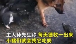 爆料小猪视频,揭秘娱乐圈幕后真相